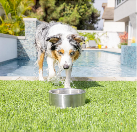 Our Pets Stainless Steel Doubled Wall Pet Water Bowl and Food Bowl Varies Sizes